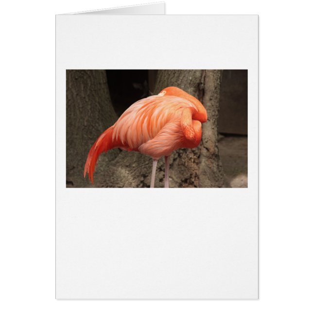 Scarlet Flamingo (Frente)