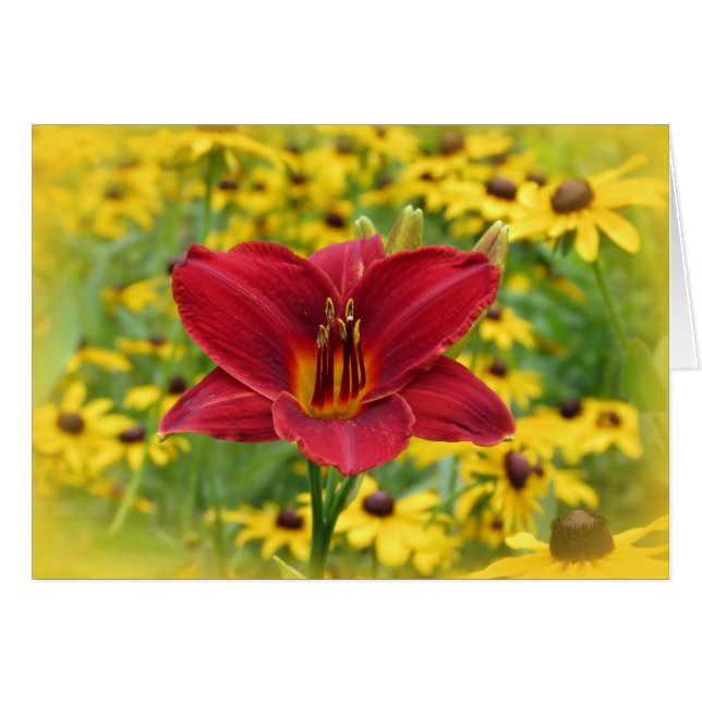 Scarlet Gold - Daylily (Anverso (Horizontal))