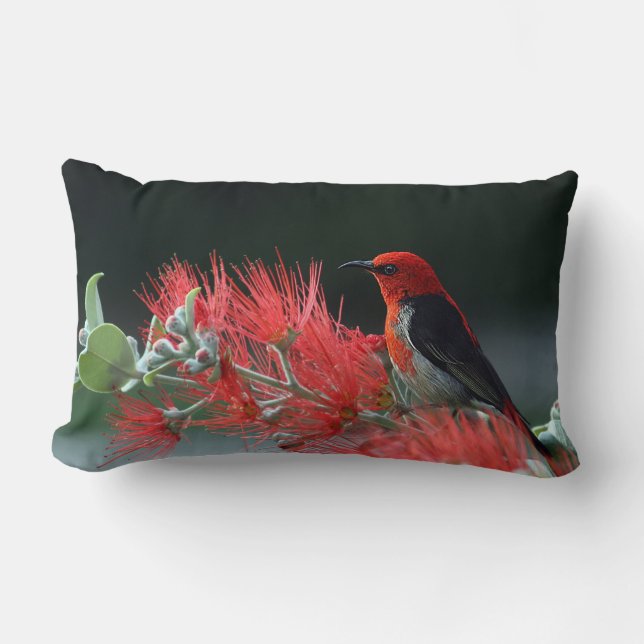 Scarlet Honeyeater 1 almohadas (Anverso)
