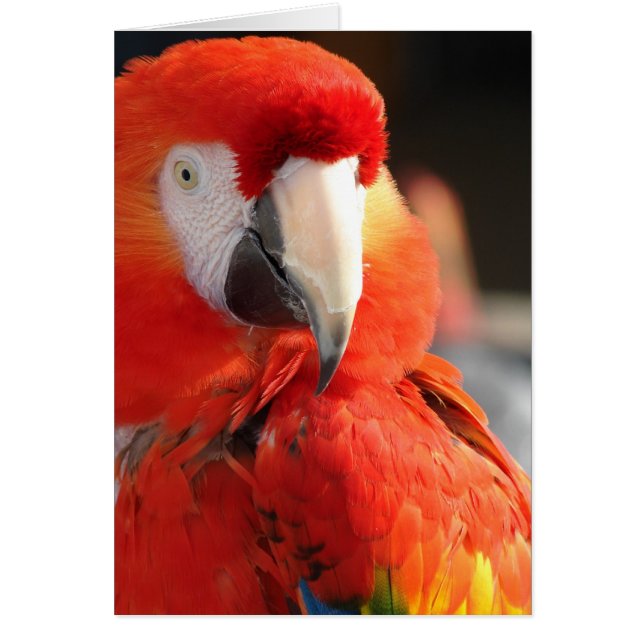 Scarlet Macaw (Frente)