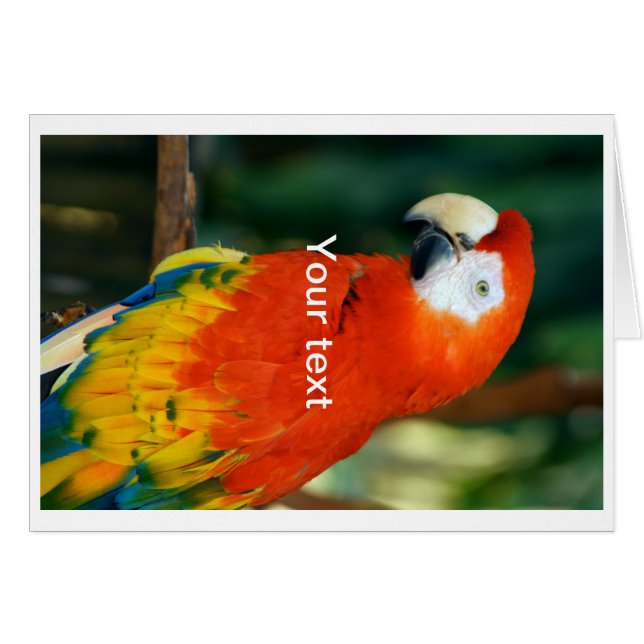 Scarlet Macaw (Anverso (Horizontal))