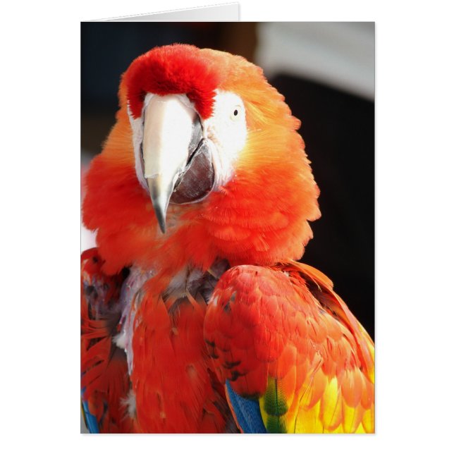 Scarlet Macaw (Frente)