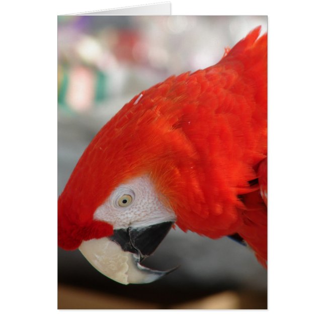 Scarlet Macaw (Frente)