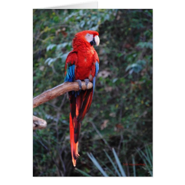 Scarlet Macaw (Frente)