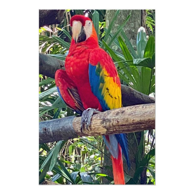 Scarlet Macaw Costa Rica - Ampliación de la foto (Frente)