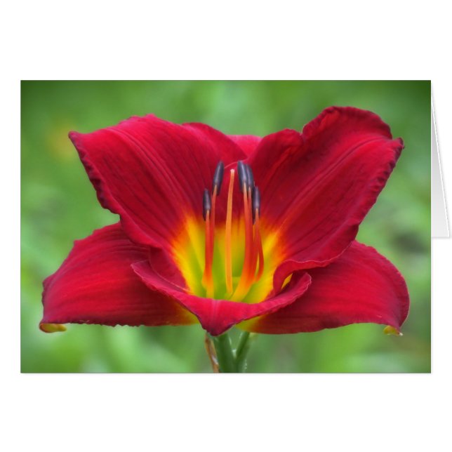 Scarlet Orbit Daylily (Anverso (Horizontal))