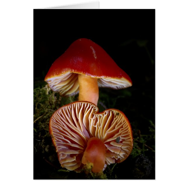 Scarlet Waxcap (Frente)