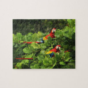 Scarlett Macaws en el rompecabezas del árbol de al