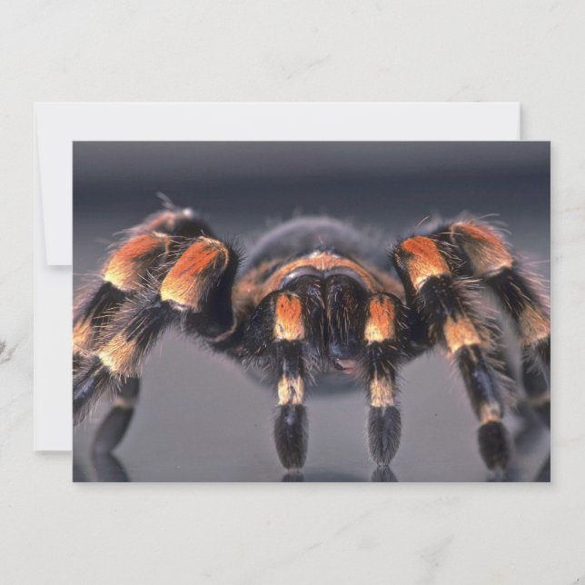 Scary Tarantula (Anverso)