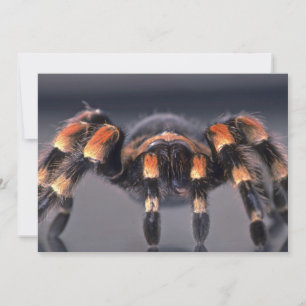 Scary Tarantula