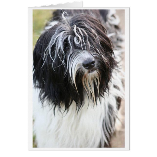 schapendoes.png (Frente)