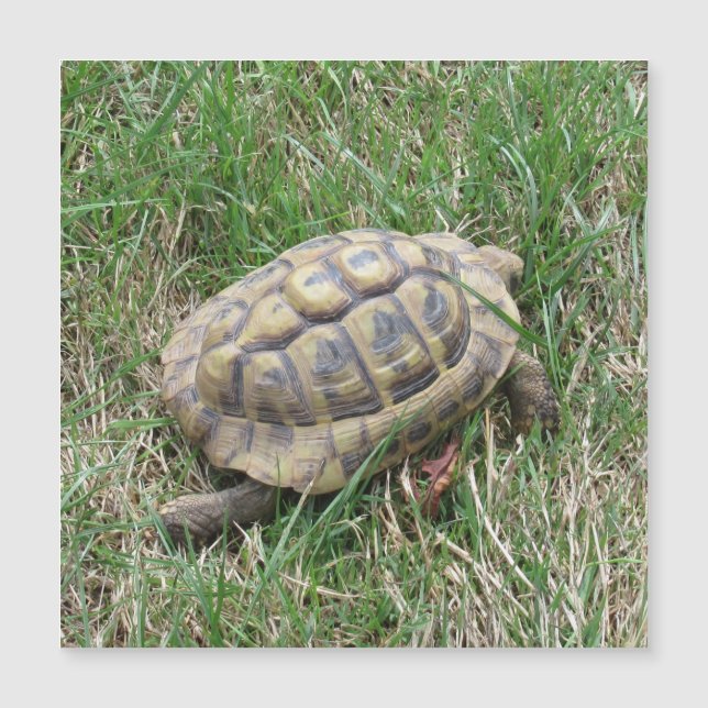 Schildkröte  (Anverso)