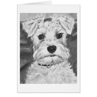 Schnauzer blanco