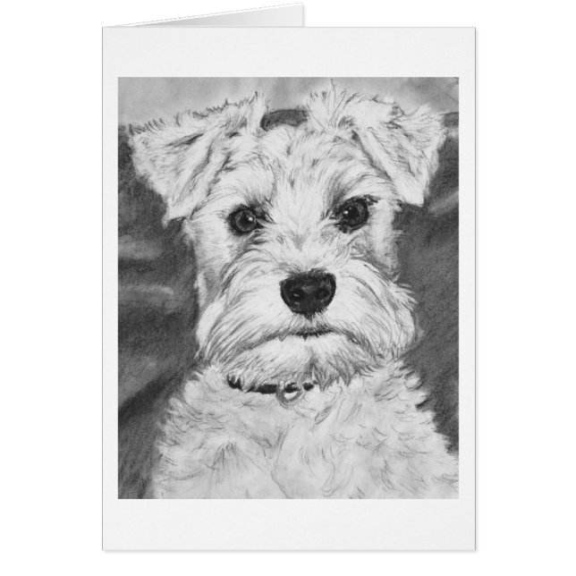 Schnauzer blanco (Frente)