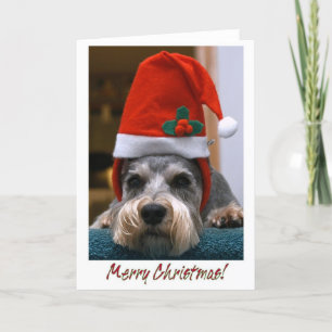 Schnauzer de las Felices Navidad
