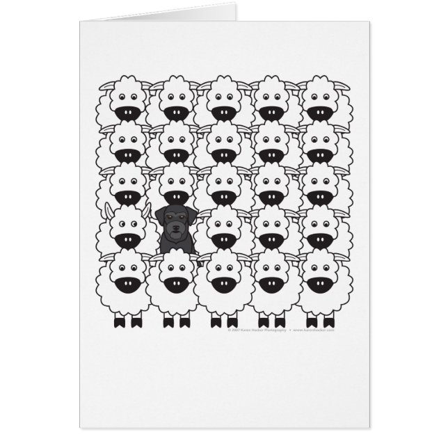 Schnauzer en las ovejas (Frente)