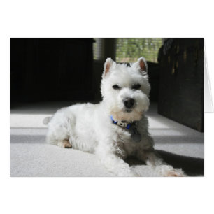 Schnauzer en miniatura blanca, tarjeta en blanco