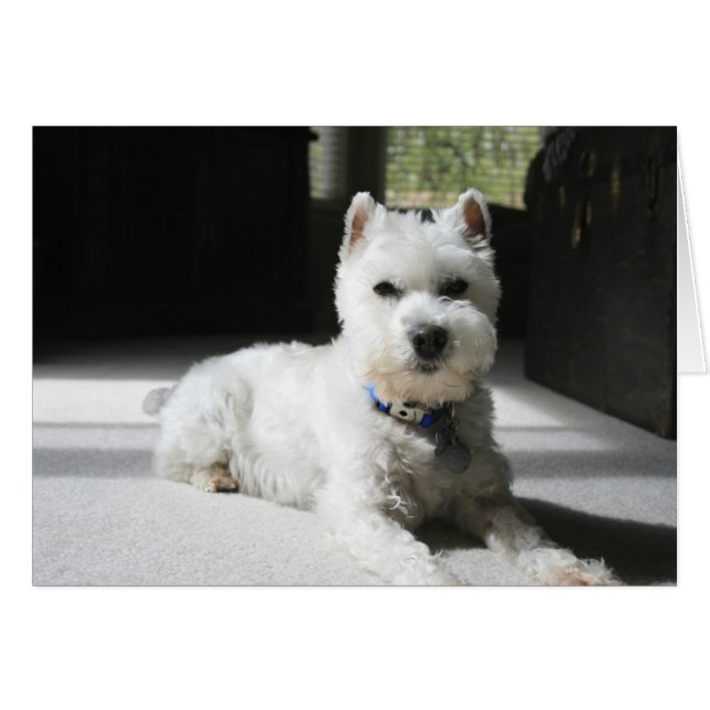 Schnauzer en miniatura blanca, tarjeta en blanco (Anverso (Horizontal))