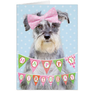 Schnauzer en miniatura con polka rosado y punteado