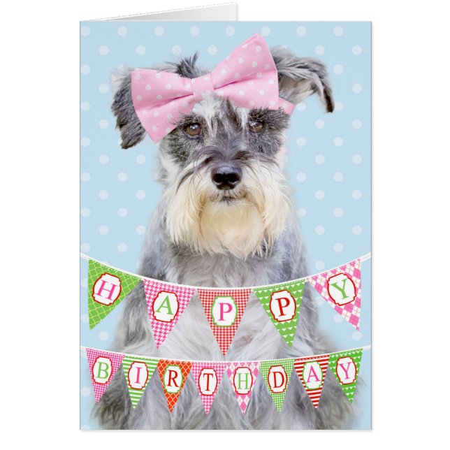 Schnauzer en miniatura con polka rosado y punteado (Frente)