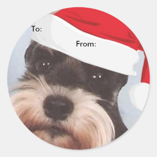Schnauzer miniatura a/desde los pegatinas del