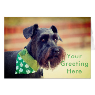 Schnauzer miniatura negro