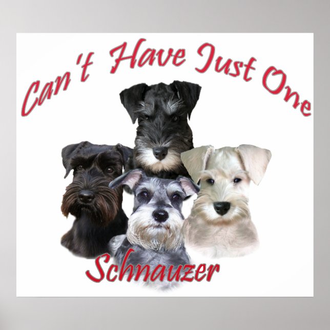 Schnauzer no puede tener solo una impresión (Frente)