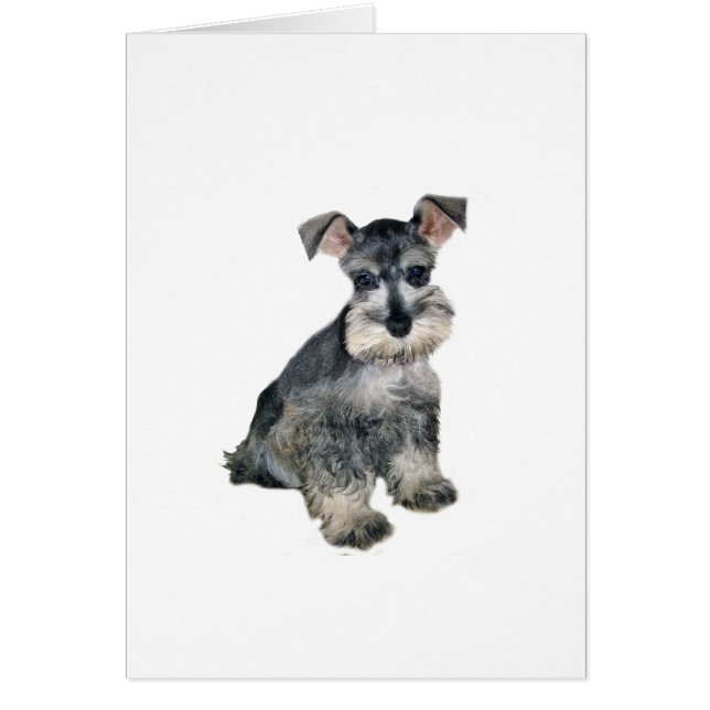 Schnauzer Pup 3.png (Frente)