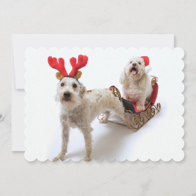schnoodle blanco que se coloca con navidad rojo (Anverso)