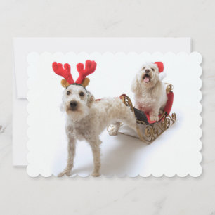 schnoodle blanco que se coloca con navidad rojo
