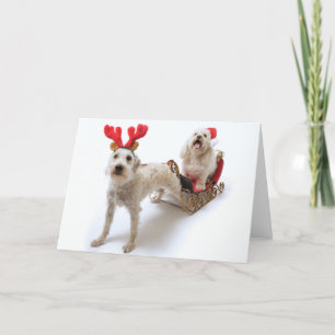 schnoodle blanco que se coloca con navidad rojo