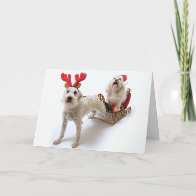 schnoodle blanco que se coloca con navidad rojo (Anverso)