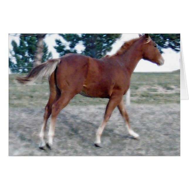 Scotch Boy (Anverso (Horizontal))