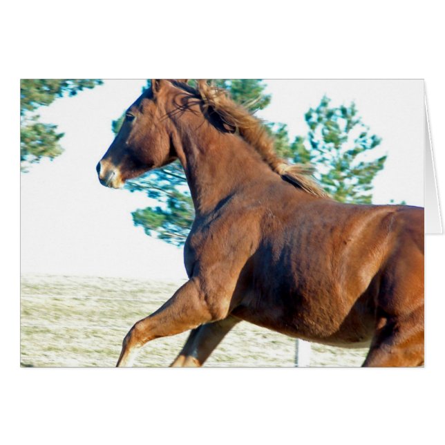 Scotch el caballo (Anverso (Horizontal))