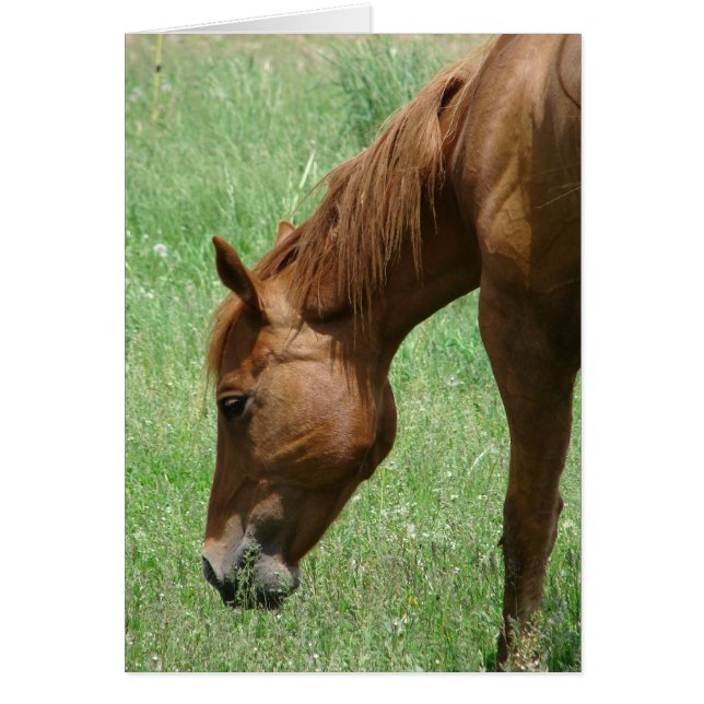 Scotch en verano temprano (Frente)