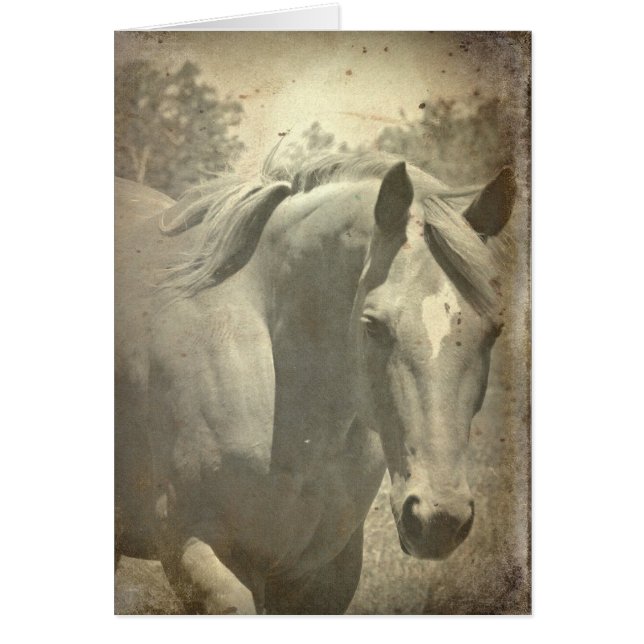 Scotch Faux Vintage (Frente)