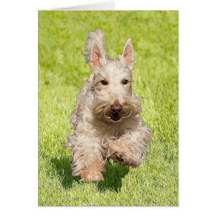 Scottie Trigueño Corriendo Libre