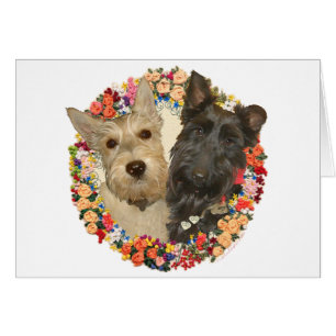 Scotties de trigo y negros