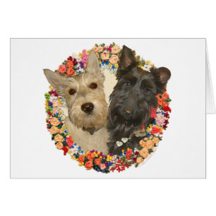 Scotties Trigos y Negros