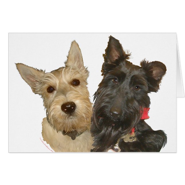 Scotties trigueños y negros (Anverso (Horizontal))