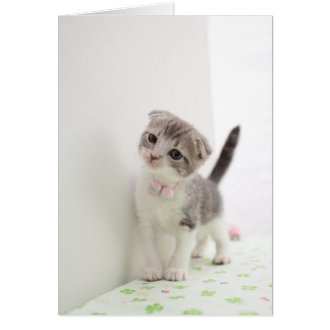 Scottish Fold Kitten (Frente)