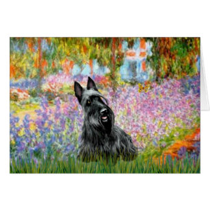 Scottish Terrier 2 - Jardín