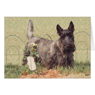 Scottish Terrier atigrado con Rosas