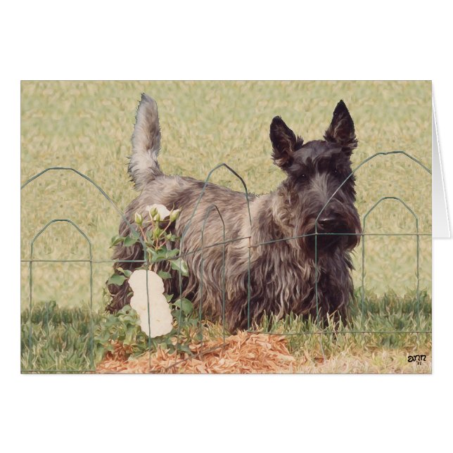 Scottish Terrier atigrado con Rosas (Anverso (Horizontal))