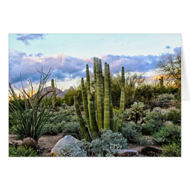 Scottsdale Succulent Sunset (Anverso (Horizontal))