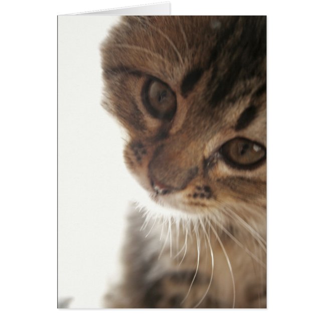 Scout: Curiosa tarjeta en blanco de gatito (Frente)