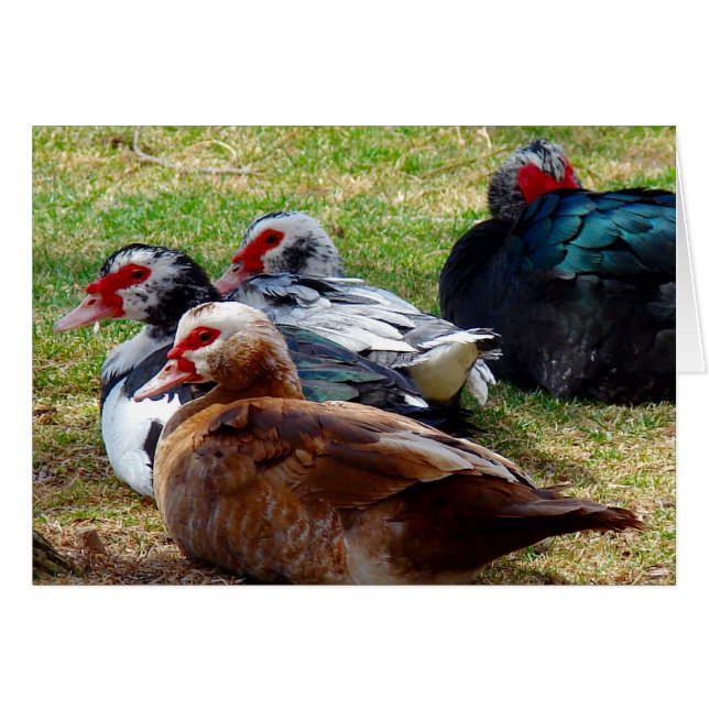 Scovies (Anverso (Horizontal))