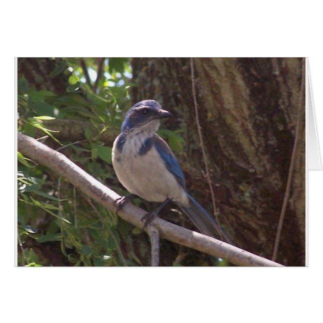 Scrub Jay (Anverso (Horizontal))