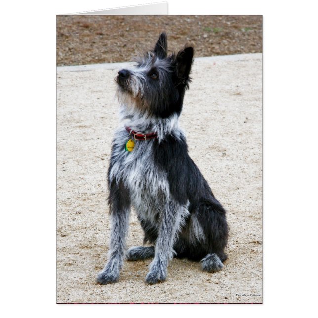 Scruffy Dog (Frente)