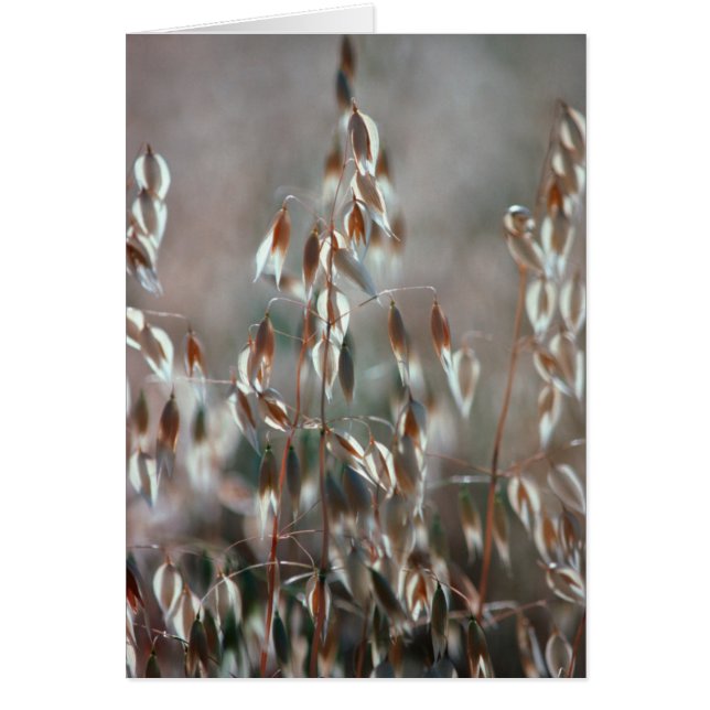 Se Acaban Las Ovejas (Avena Sativa). Ceres, Boland (Frente)